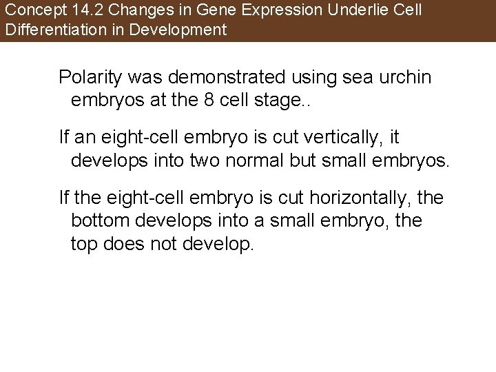 Concept 14. 2 Changes in Gene Expression Underlie Cell Differentiation in Development Polarity was