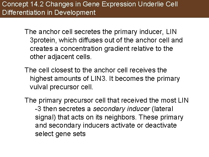 Concept 14. 2 Changes in Gene Expression Underlie Cell Differentiation in Development The anchor