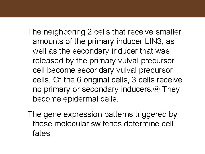 The neighboring 2 cells that receive smaller amounts of the primary inducer LIN 3,