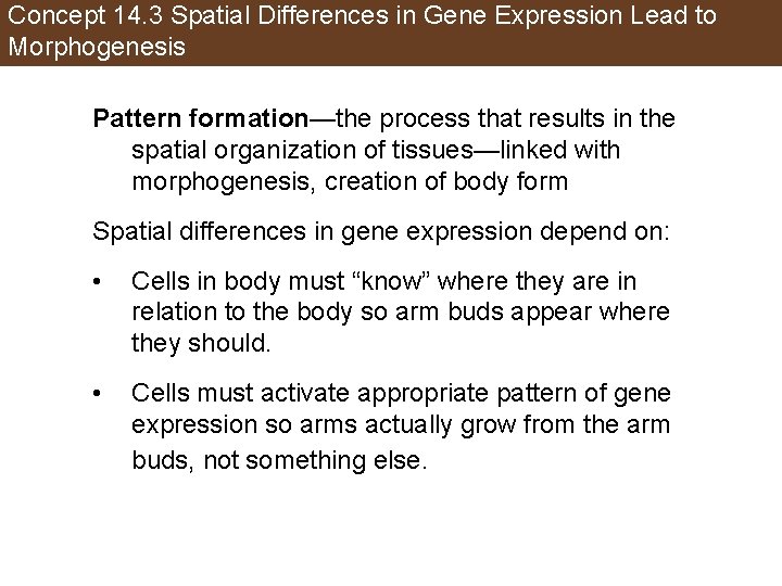 Concept 14. 3 Spatial Differences in Gene Expression Lead to Morphogenesis Pattern formation—the process