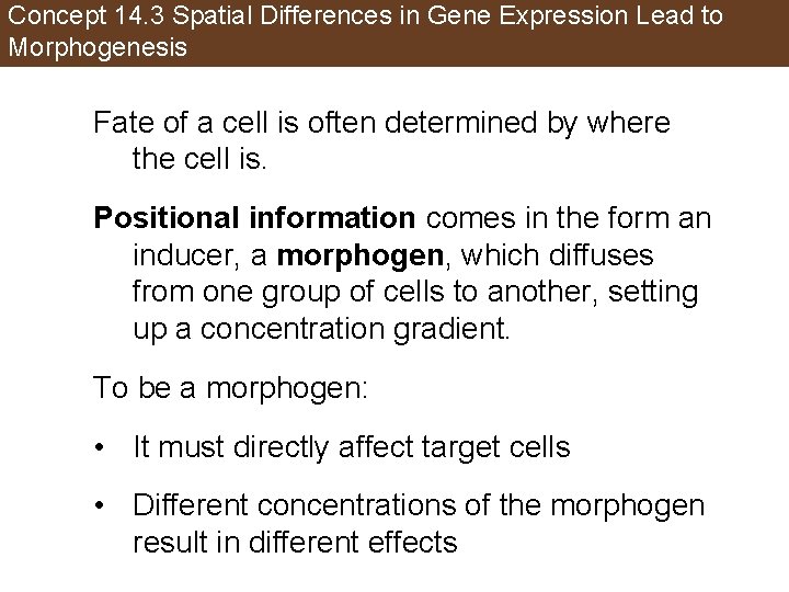 Concept 14. 3 Spatial Differences in Gene Expression Lead to Morphogenesis Fate of a
