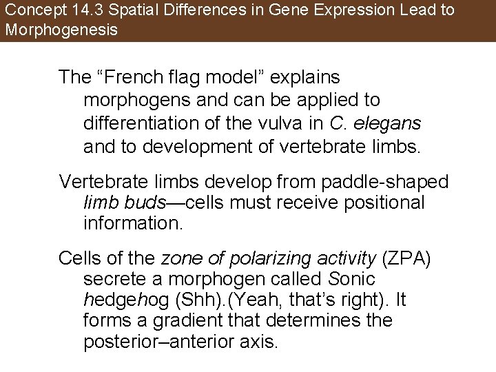 Concept 14. 3 Spatial Differences in Gene Expression Lead to Morphogenesis The “French flag