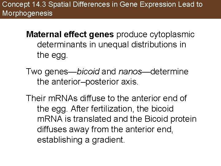 Concept 14. 3 Spatial Differences in Gene Expression Lead to Morphogenesis Maternal effect genes