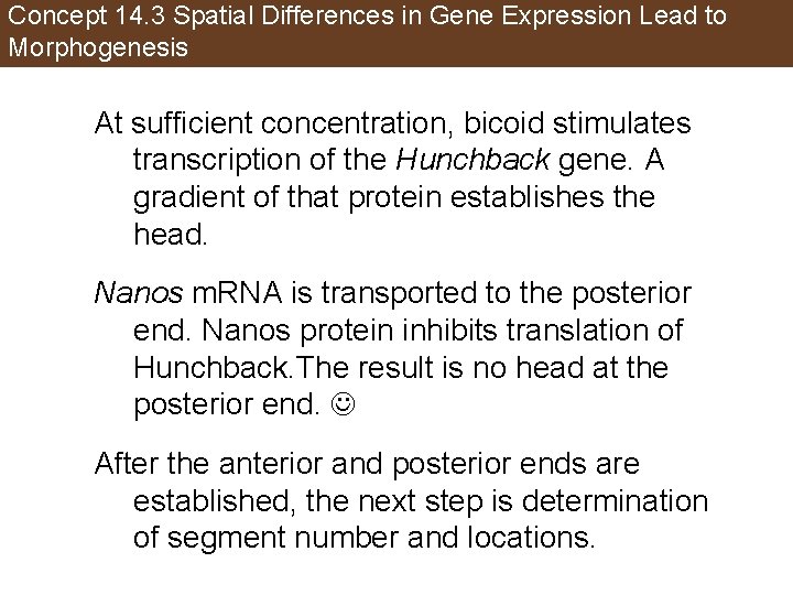 Concept 14. 3 Spatial Differences in Gene Expression Lead to Morphogenesis At sufficient concentration,