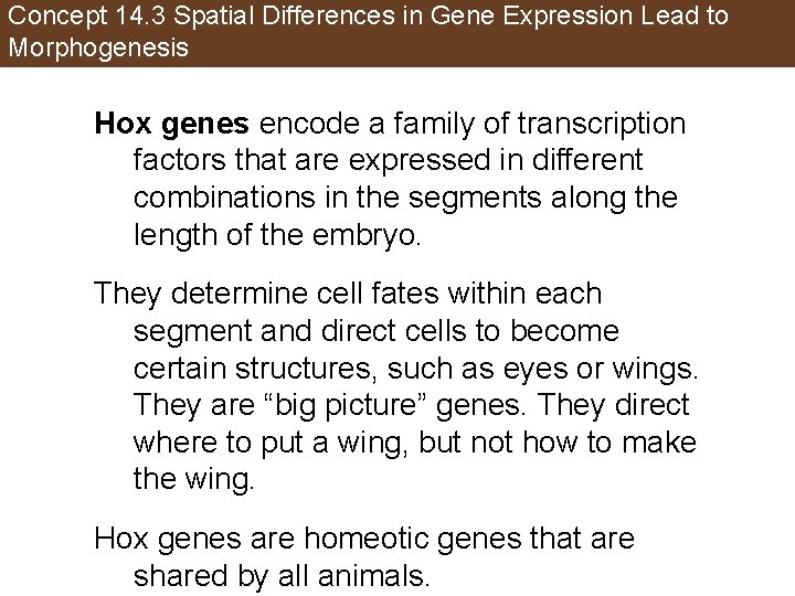 Concept 14. 3 Spatial Differences in Gene Expression Lead to Morphogenesis Hox genes encode