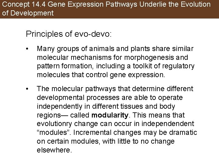 Concept 14. 4 Gene Expression Pathways Underlie the Evolution of Development Principles of evo-devo: