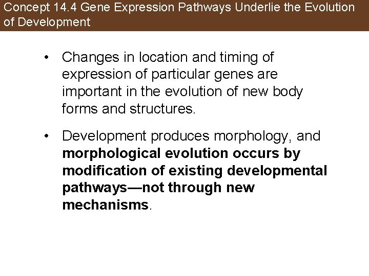 Concept 14. 4 Gene Expression Pathways Underlie the Evolution of Development • Changes in