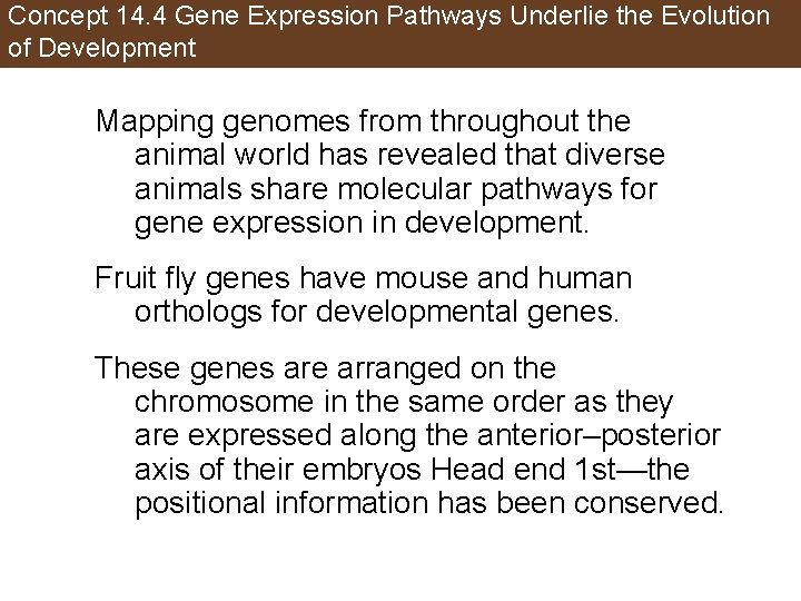 Concept 14. 4 Gene Expression Pathways Underlie the Evolution of Development Mapping genomes from