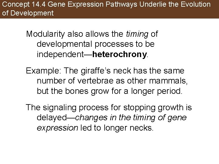 Concept 14. 4 Gene Expression Pathways Underlie the Evolution of Development Modularity also allows