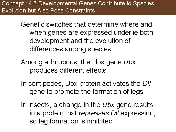 Concept 14. 5 Developmental Genes Contribute to Species Evolution but Also Pose Constraints Genetic