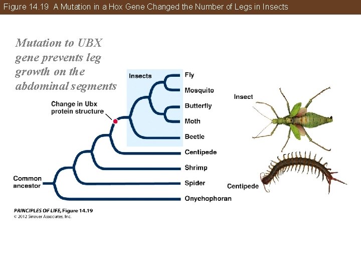 Figure 14. 19 A Mutation in a Hox Gene Changed the Number of Legs