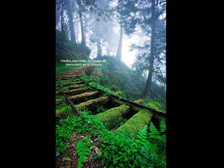 Hierba cubriendo los rieles de ferrocarril en el bosque 