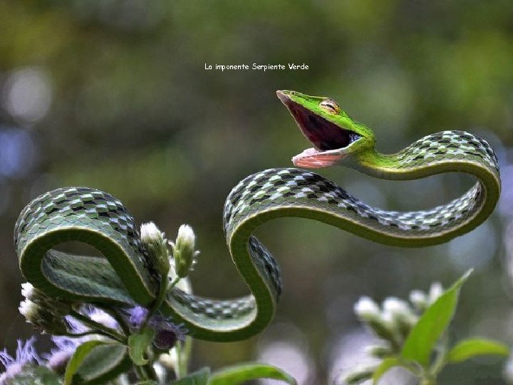 La imponente Serpiente Verde 