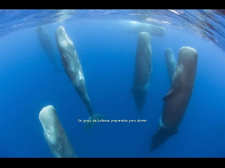 Un grupo de ballenas preparadas para dormir 