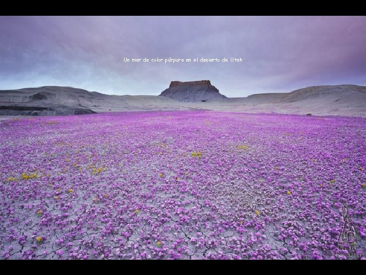 Un mar de color púrpura en el desierto de Utah 