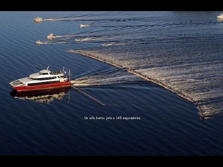 Un sólo barco jala a 145 esquiadores. 