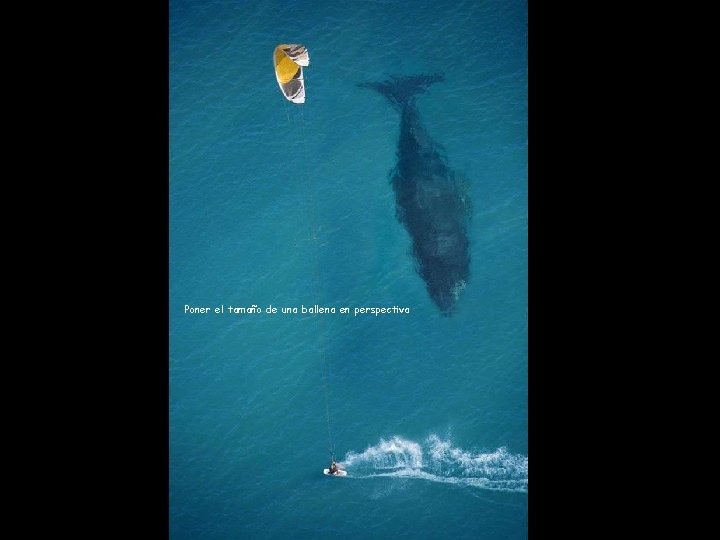Poner el tamaño de una ballena en perspectiva 
