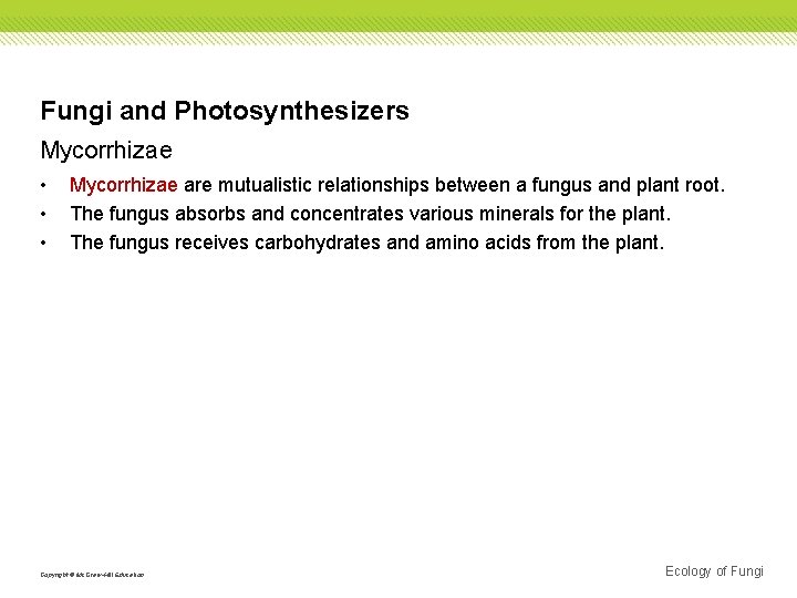 Fungi and Photosynthesizers Mycorrhizae • • • Mycorrhizae are mutualistic relationships between a fungus