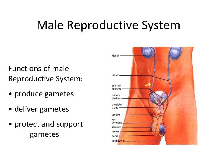 Male Reproductive System Functions of male Reproductive System: • produce gametes • deliver gametes