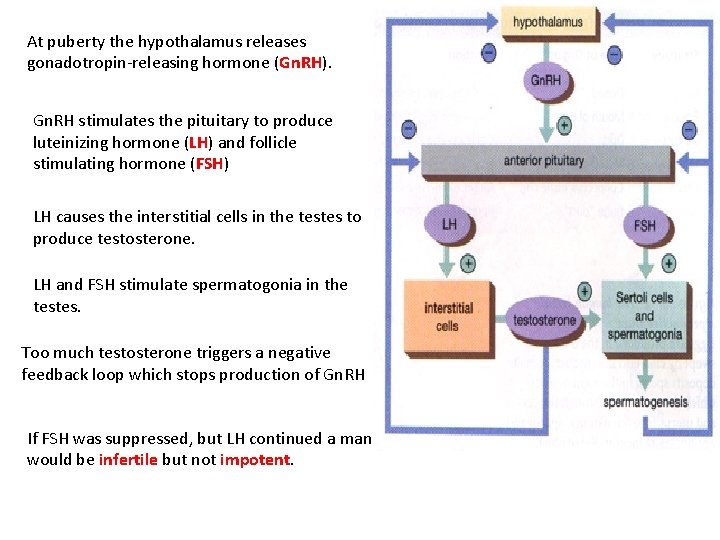 At puberty the hypothalamus releases gonadotropin-releasing hormone (Gn. RH). Gn. RH stimulates the pituitary