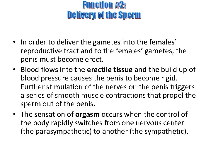 Function #2: Delivery of the Sperm • In order to deliver the gametes into