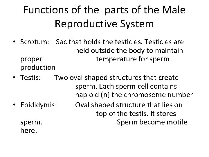 Functions of the parts of the Male Reproductive System • Scrotum: Sac that holds