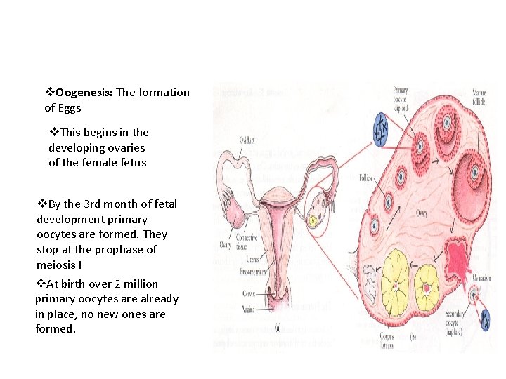 v. Oogenesis: The formation of Eggs v. This begins in the developing ovaries of