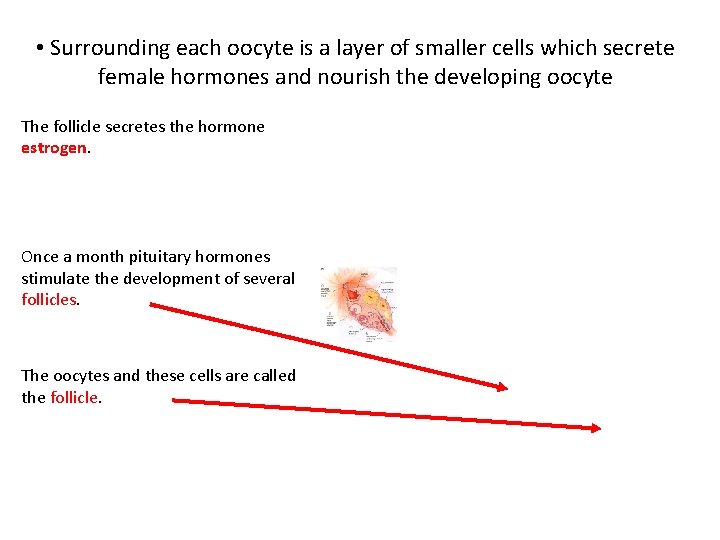  • Surrounding each oocyte is a layer of smaller cells which secrete female