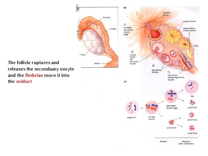 The follicle ruptures and releases the secondaary oocyte and the fimbriae move it into
