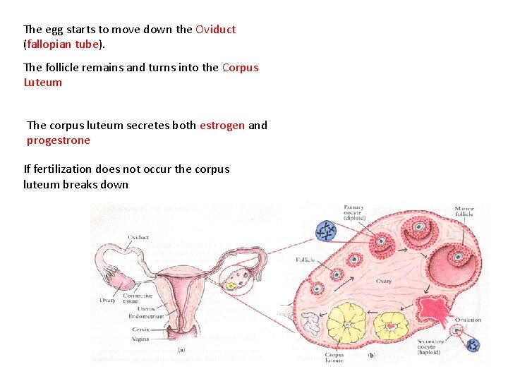 The egg starts to move down the Oviduct (fallopian tube). The follicle remains and