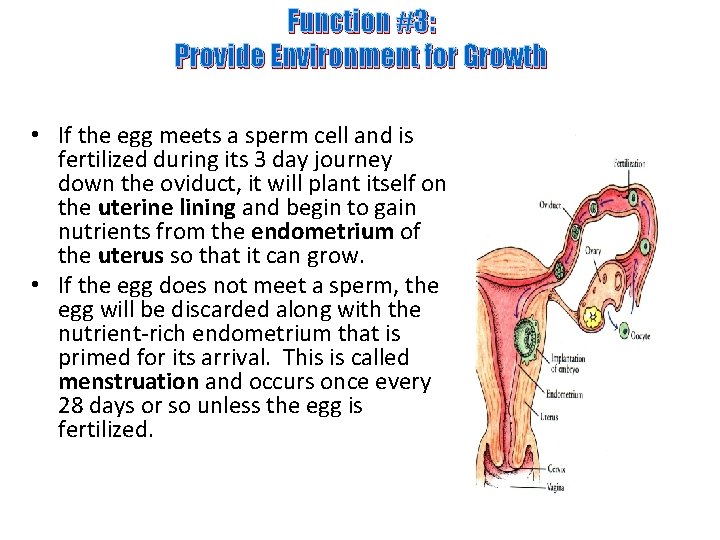 Function #3: Provide Environment for Growth • If the egg meets a sperm cell