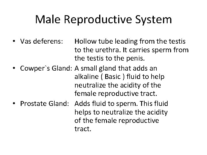 Male Reproductive System • Vas deferens: Hollow tube leading from the testis to the