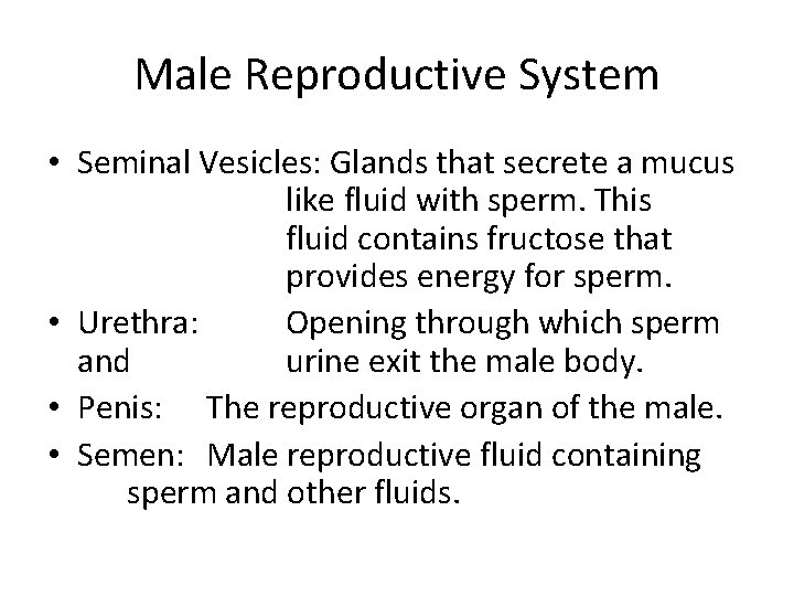 Male Reproductive System • Seminal Vesicles: Glands that secrete a mucus like fluid with