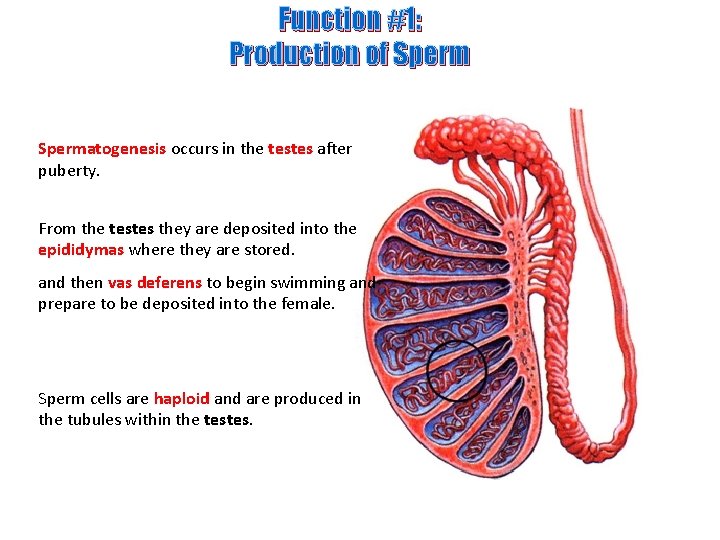 Function #1: Production of Spermatogenesis occurs in the testes after puberty. From the testes