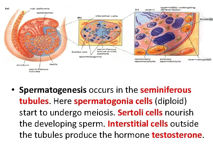  • Spermatogenesis occurs in the seminiferous tubules. Here spermatogonia cells (diploid) start to