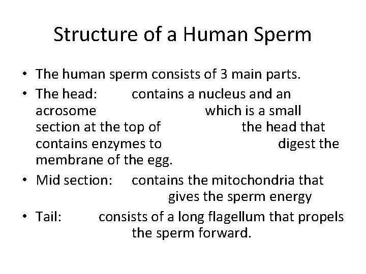 Structure of a Human Sperm • The human sperm consists of 3 main parts.