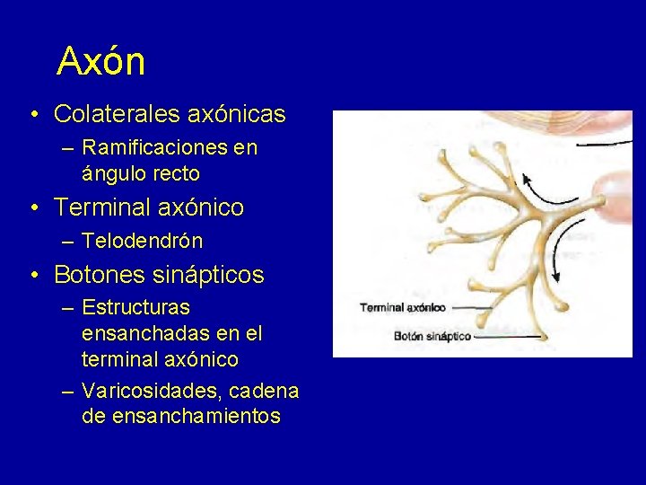 Axón • Colaterales axónicas – Ramificaciones en ángulo recto • Terminal axónico – Telodendrón