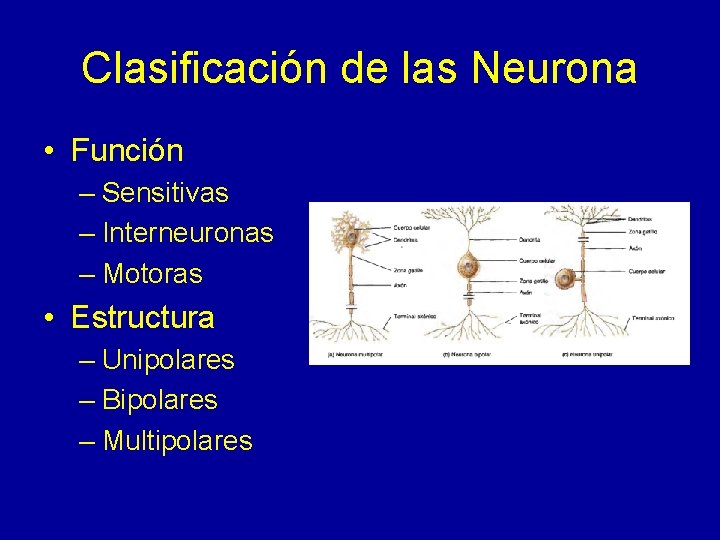 Clasificación de las Neurona • Función – Sensitivas – Interneuronas – Motoras • Estructura