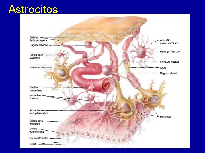 Astrocitos 