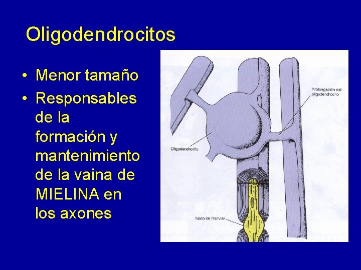 Oligodendrocitos • Menor tamaño • Responsables de la formación y mantenimiento de la vaina