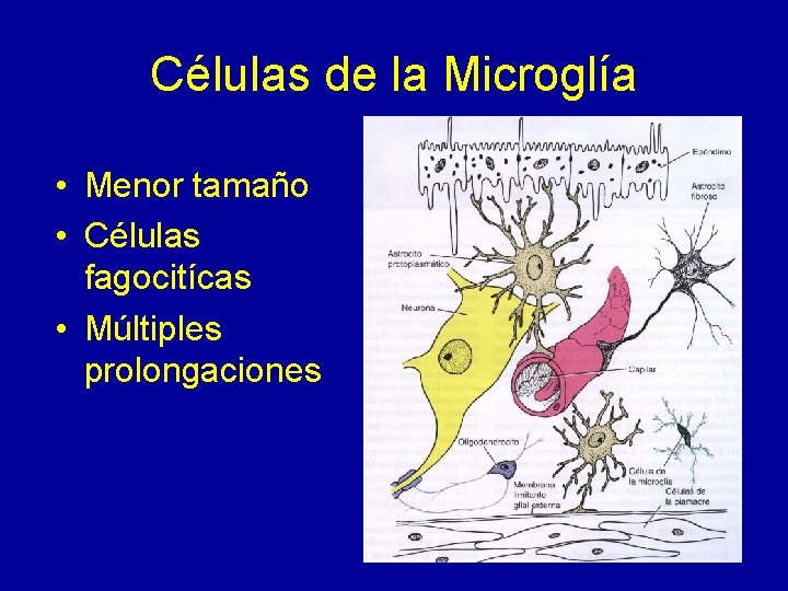 Células de la Microglía • Menor tamaño • Células fagocitícas • Múltiples prolongaciones 