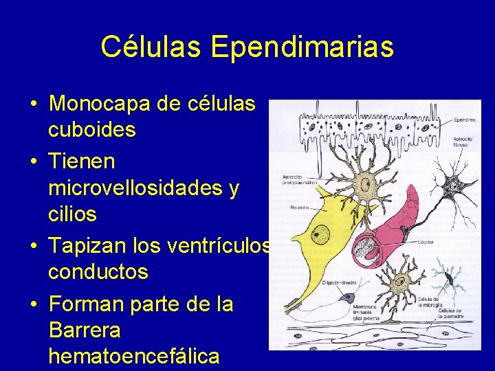 Células Ependimarias • Monocapa de células cuboides • Tienen microvellosidades y cilios • Tapizan