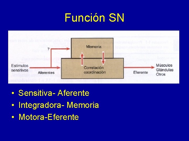 Función SN • Sensitiva- Aferente • Integradora- Memoria • Motora-Eferente 