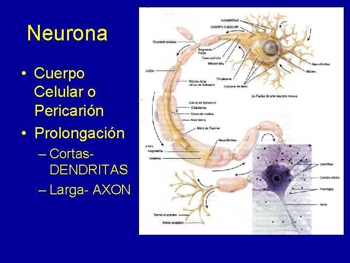 Neurona • Cuerpo Celular o Pericarión • Prolongación – Cortas. DENDRITAS – Larga- AXON