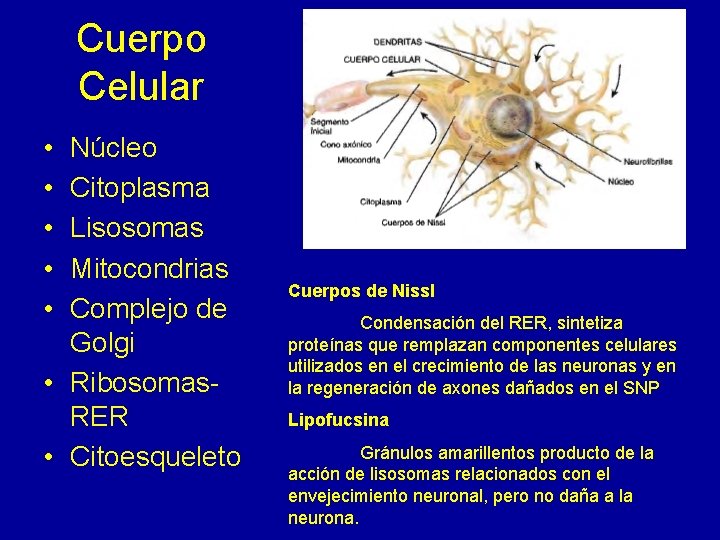 Cuerpo Celular • • • Núcleo Citoplasma Lisosomas Mitocondrias Complejo de Golgi • Ribosomas.