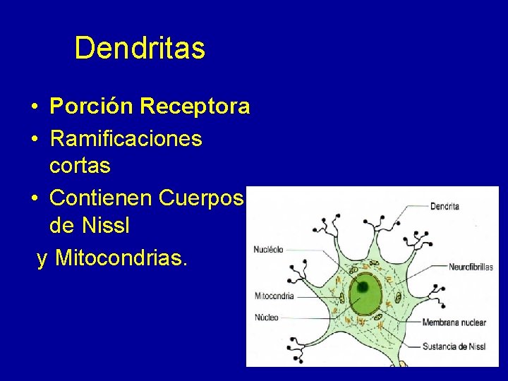 Dendritas • Porción Receptora • Ramificaciones cortas • Contienen Cuerpos de Nissl y Mitocondrias.