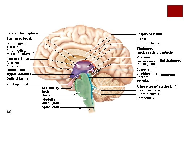 Cerebral hemisphere Corpus callosum Fornix Choroid plexus Septum pellucidum Interthalamic adhesion (intermediate mass of
