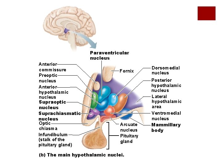 Paraventricular nucleus Anterior commissure Preoptic nucleus Anterior hypothalamic nucleus Supraoptic nucleus Suprachiasmatic nucleus Optic