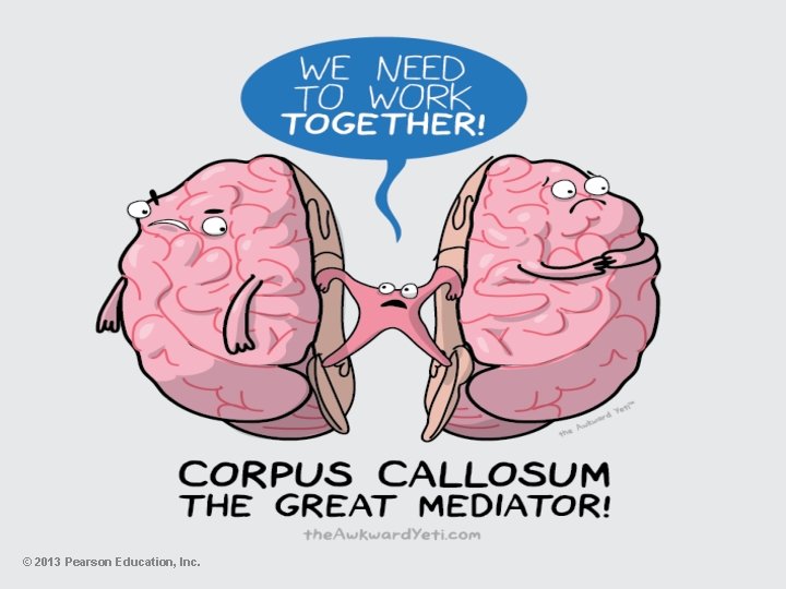 © 2013 Pearson Education, Inc. 