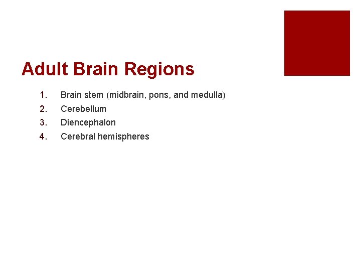 Adult Brain Regions 1. 2. 3. 4. Brain stem (midbrain, pons, and medulla) Cerebellum